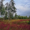 Фотографія Поле - ліс -літо. / Юрій Максименко / photographers.ua